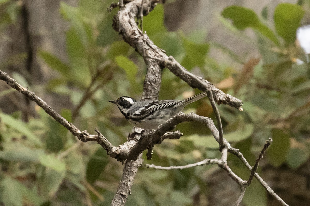 Black-throated Gray Warbler - ML620859329
