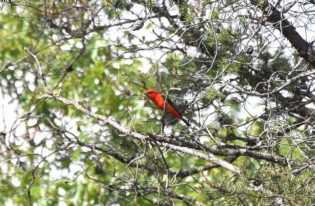Scarlet Tanager - ML620859332