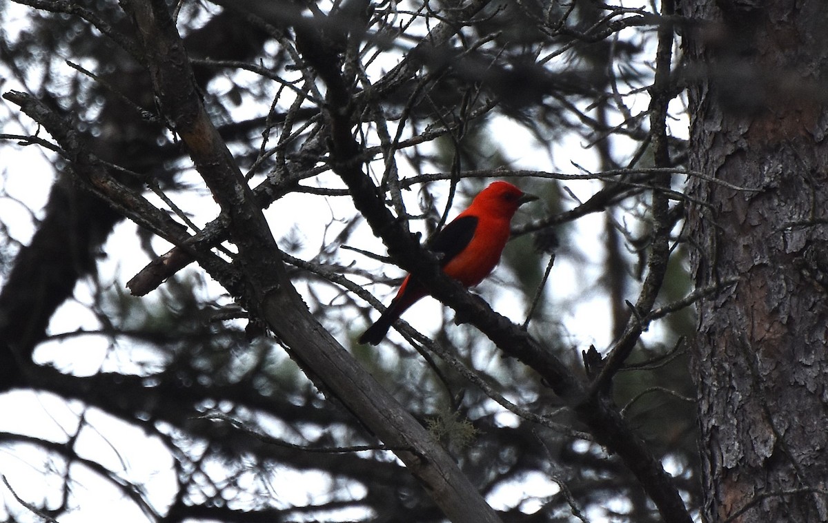 Scarlet Tanager - ML620859339