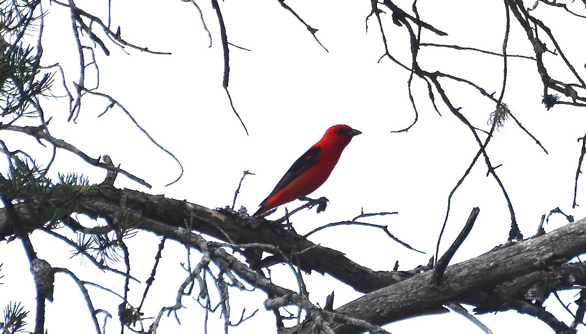 Scarlet Tanager - ML620859351