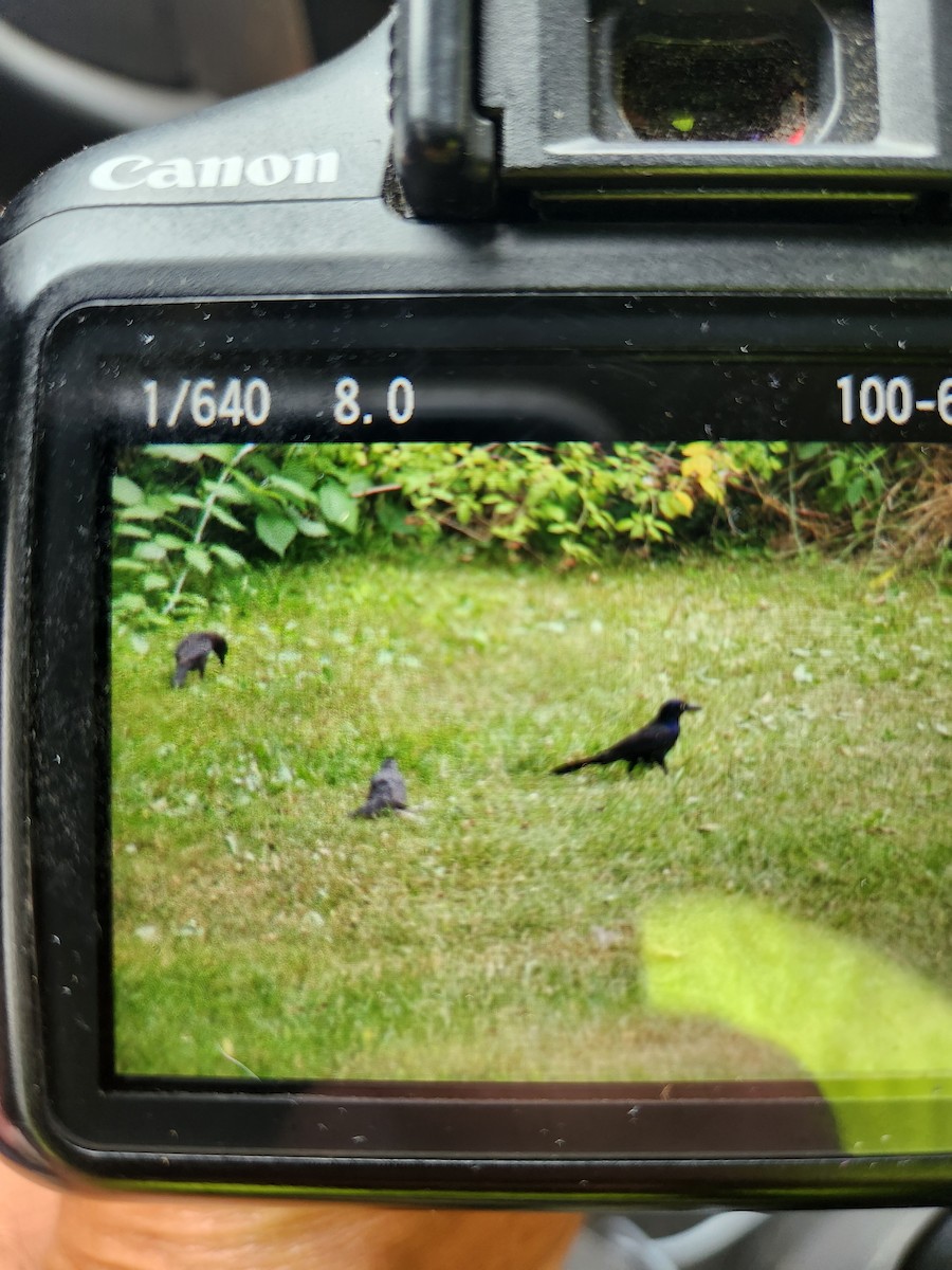 Common Grackle - ML620859358