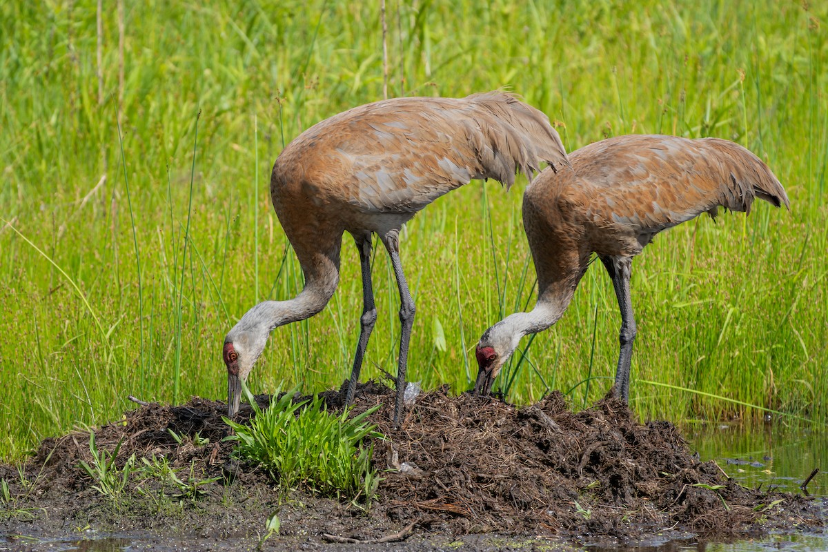 Sandhill Crane - ML620859368