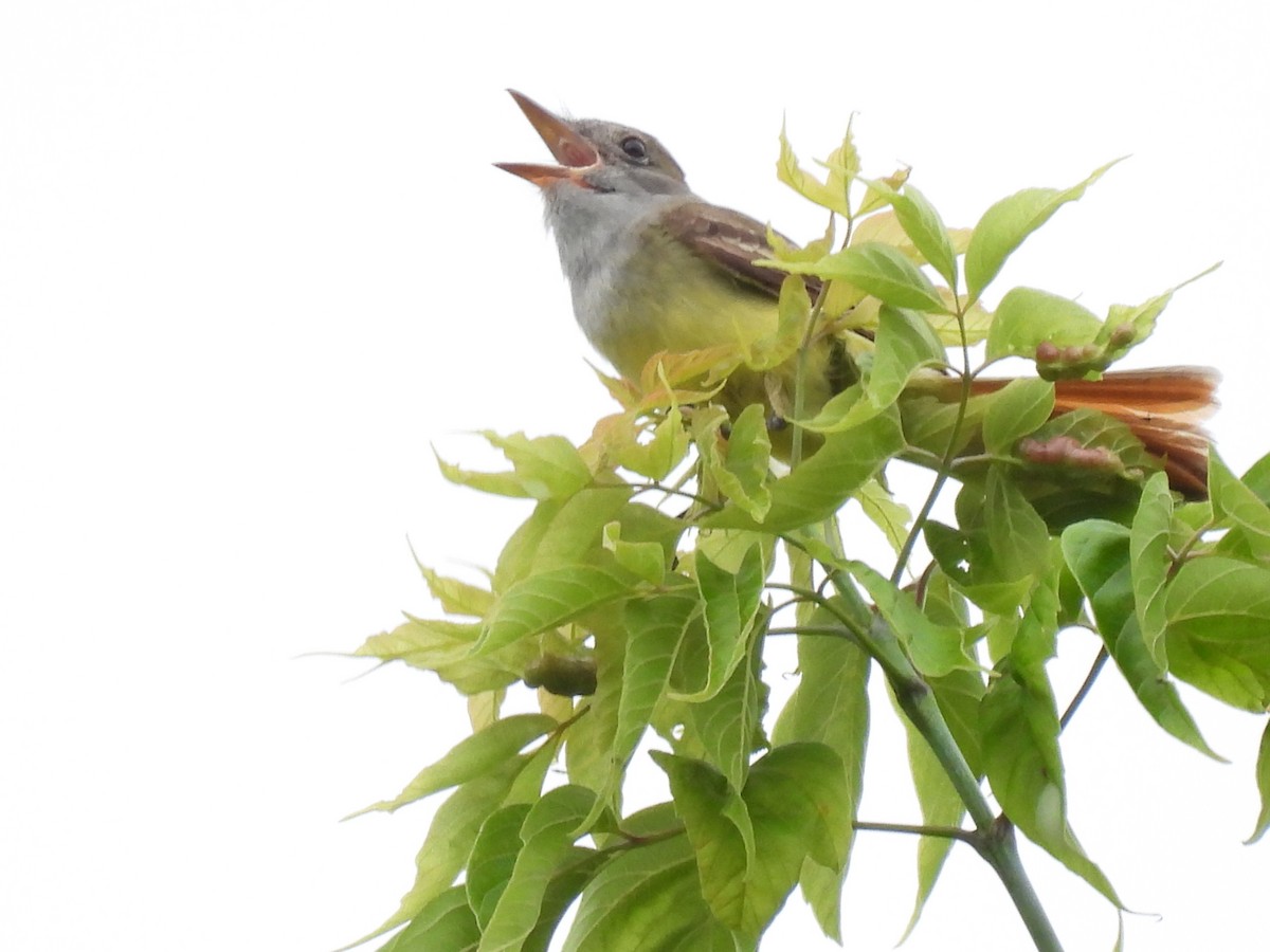 Great Crested Flycatcher - ML620859370