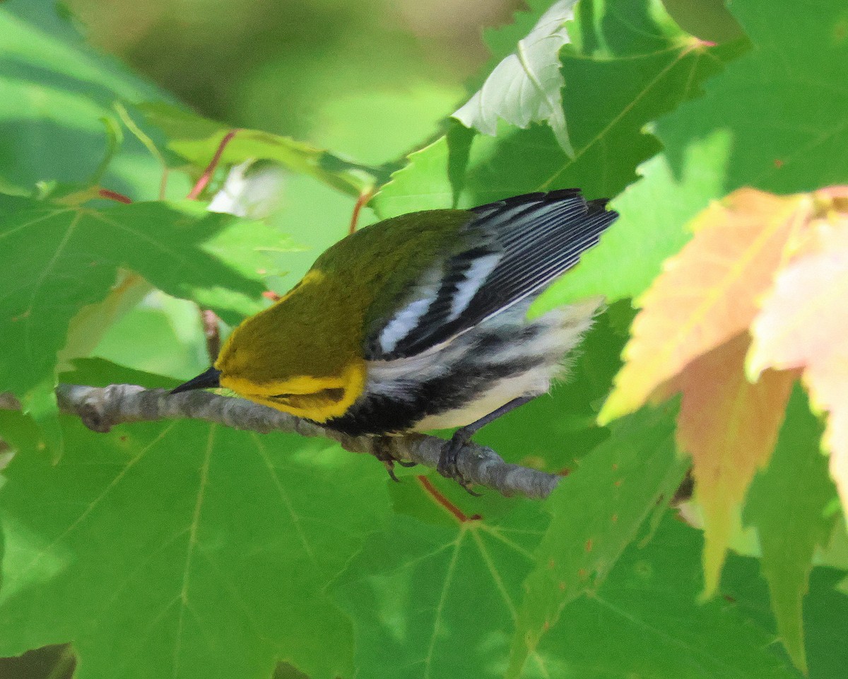 Black-throated Green Warbler - ML620859371