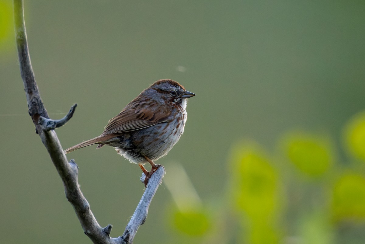 Song Sparrow - ML620859373