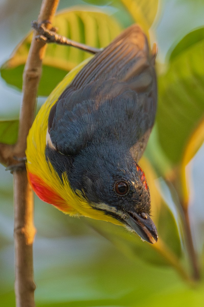 Crimson-breasted Flowerpecker - ML620859382