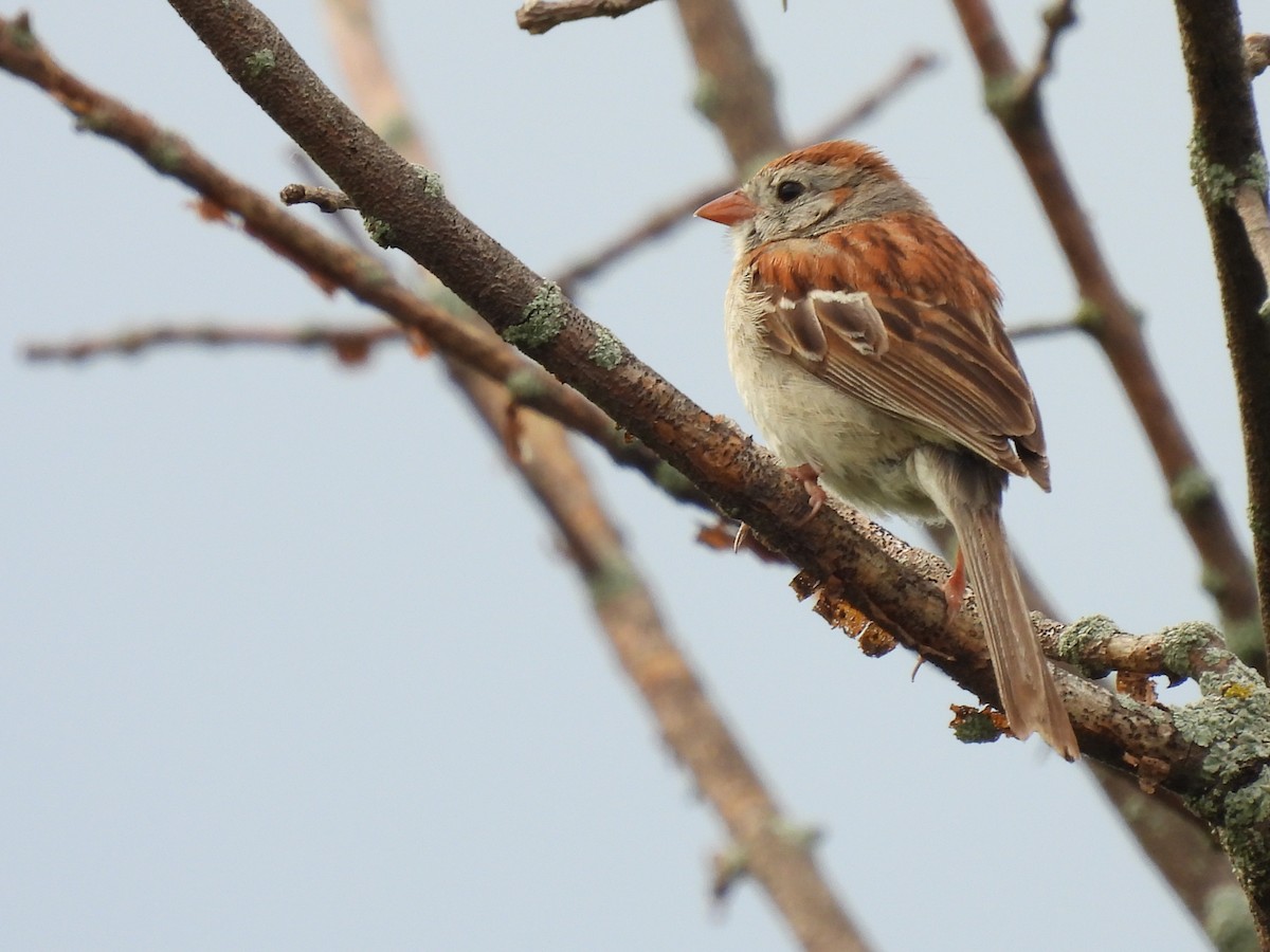 Field Sparrow - ML620859417