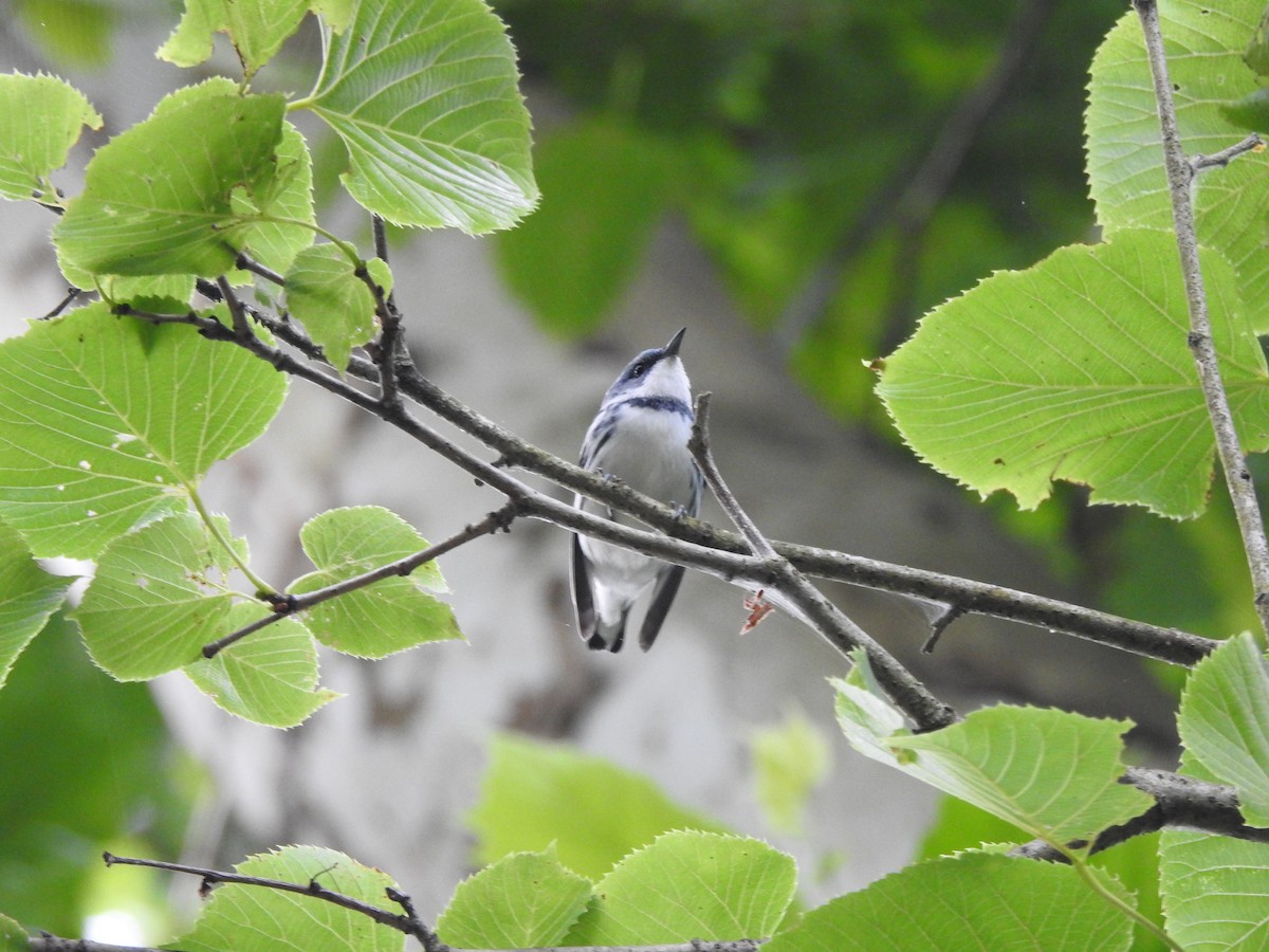 Blauwaldsänger - ML620859418