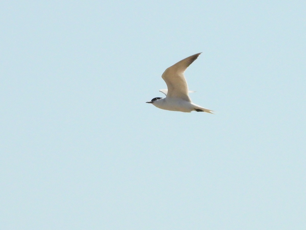 Gull-billed Tern - ML620859419