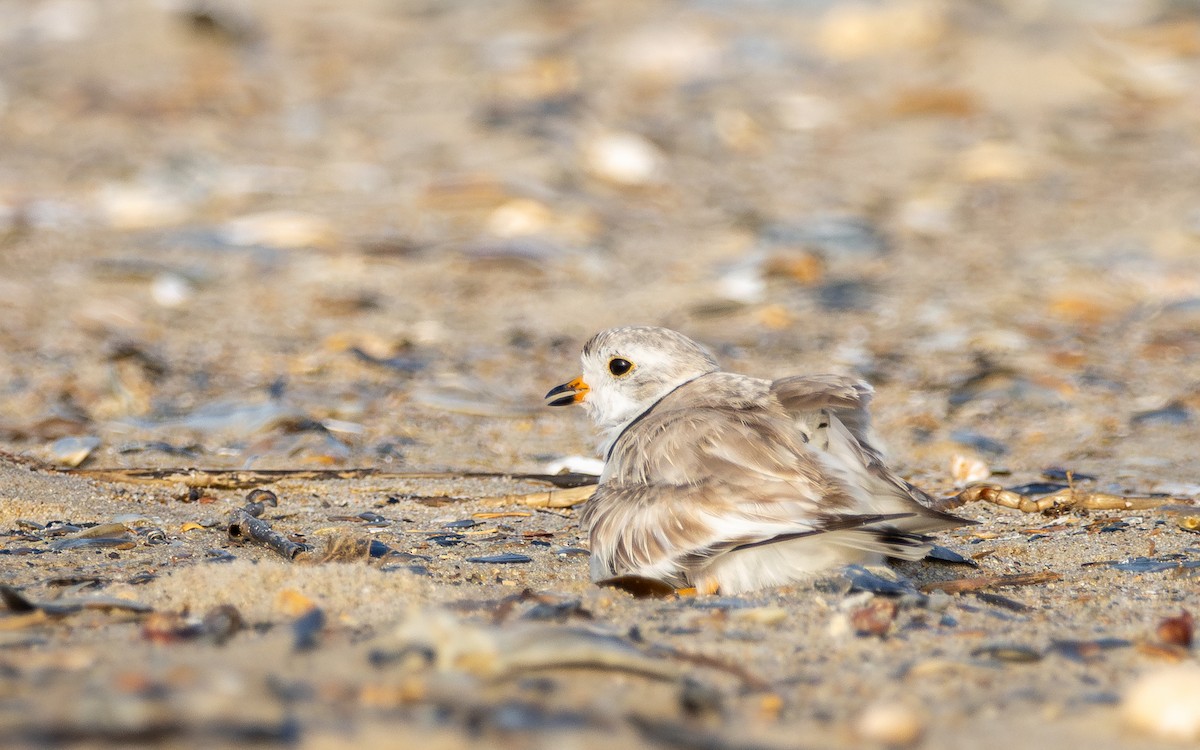 Piping Plover - ML620859433
