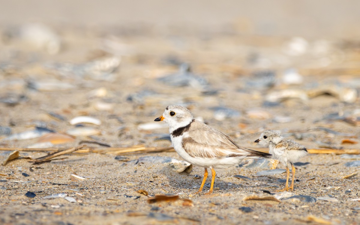 Piping Plover - Atlee Hargis