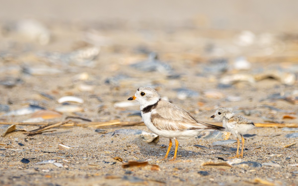 Piping Plover - ML620859434