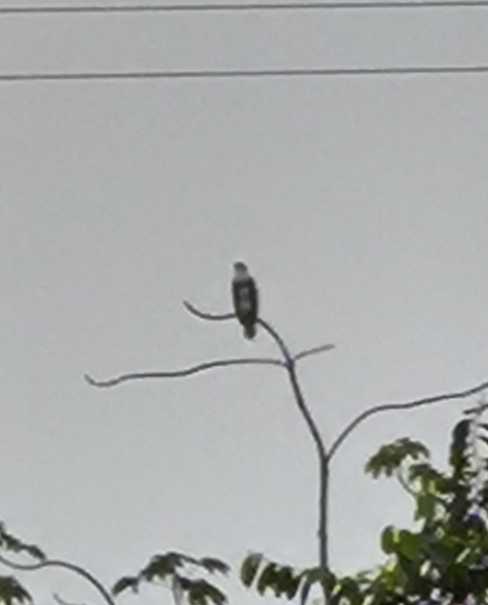 Osprey - ML620859447