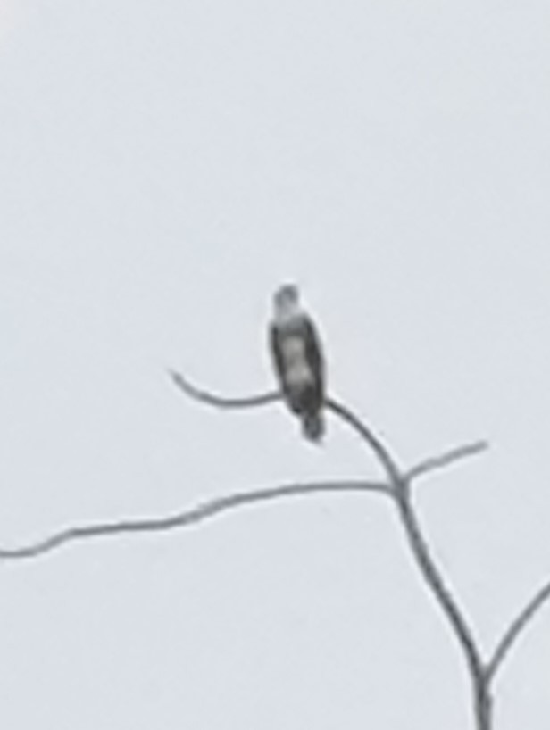 Osprey - ML620859448