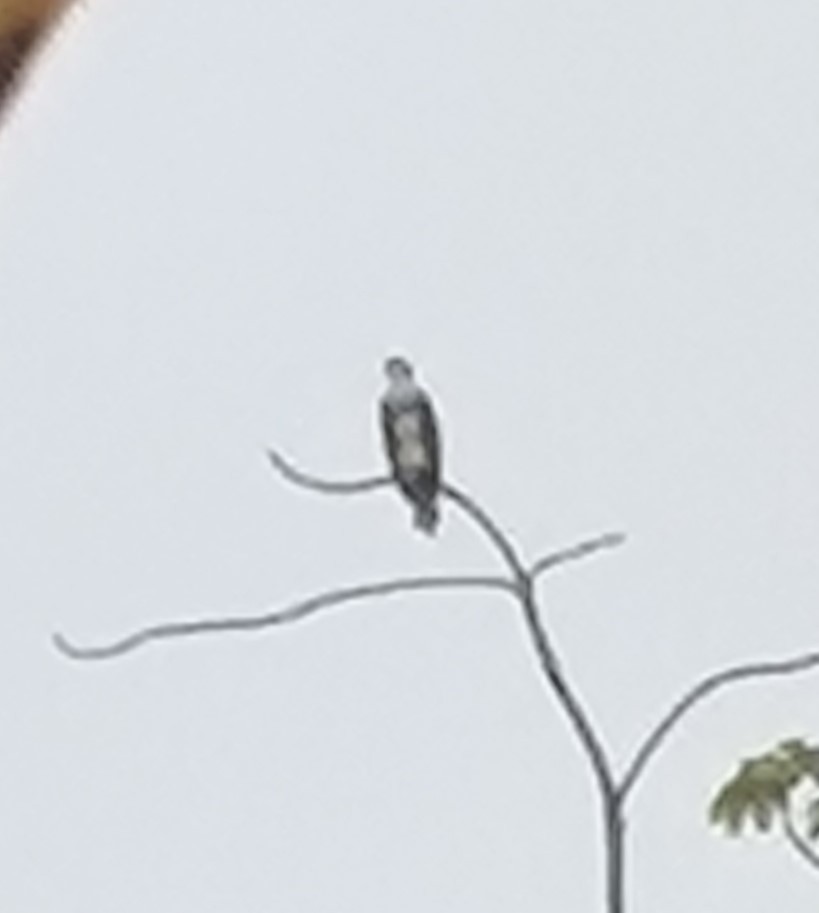 Osprey - ML620859449