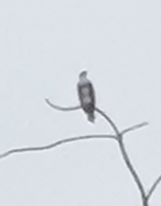 Osprey - ML620859450