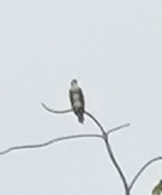 Osprey - ML620859451