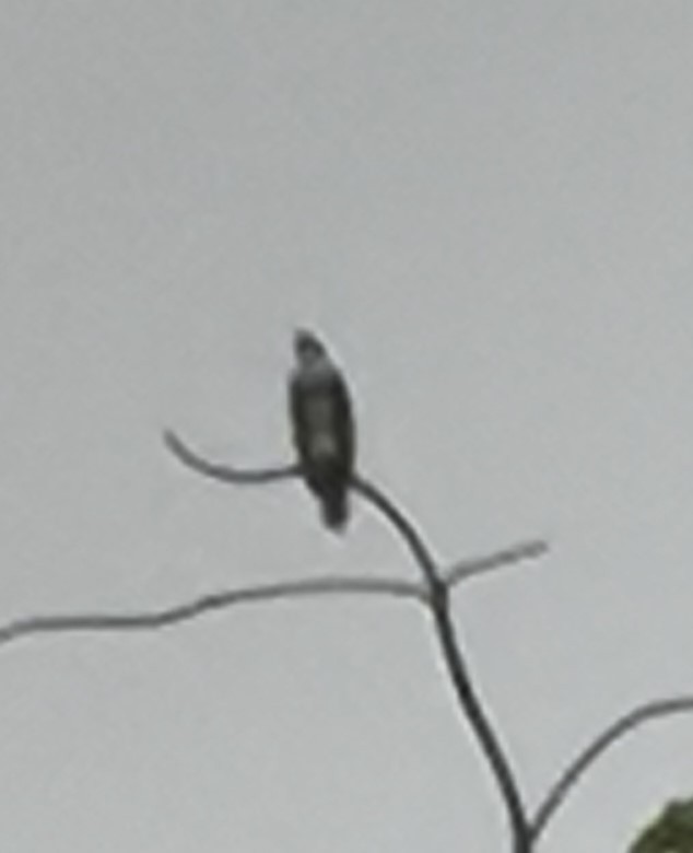 Osprey - ML620859452