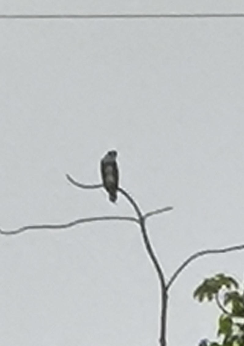 Osprey - ML620859453