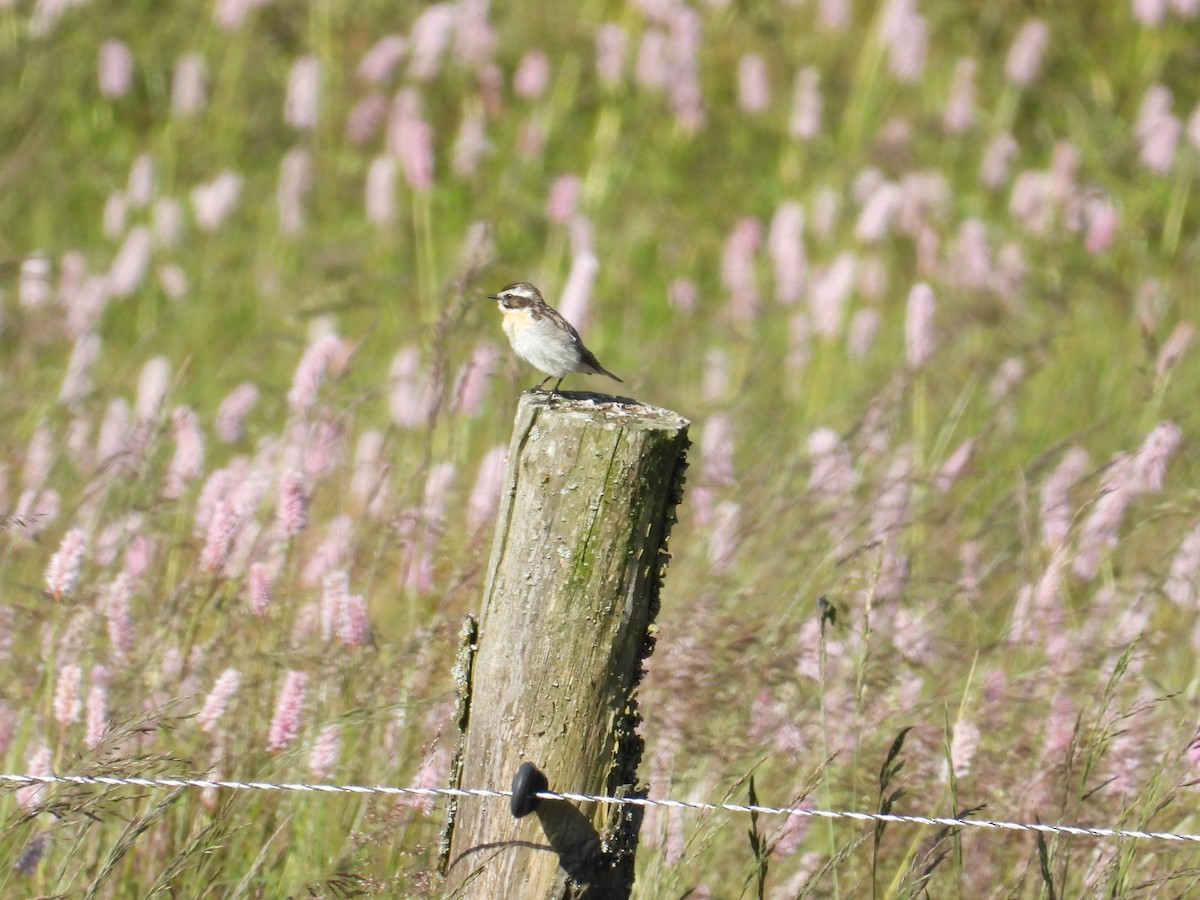 Whinchat - ML620859457