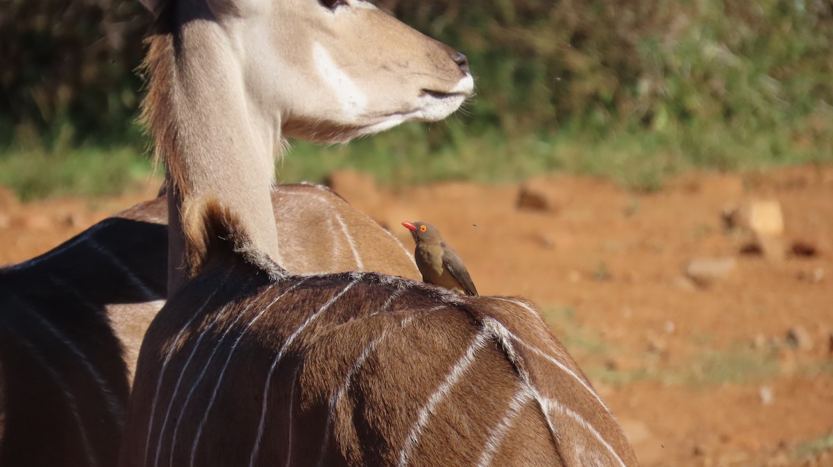 Red-billed Oxpecker - ML620859459