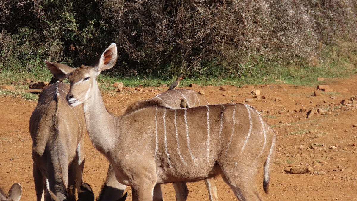 Red-billed Oxpecker - ML620859460