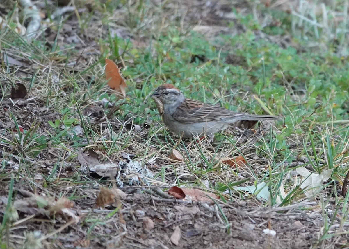 Chipping Sparrow - ML620859474