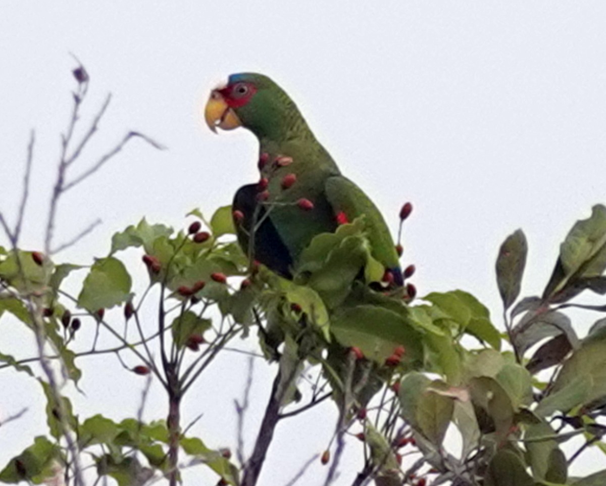 White-fronted Parrot - ML620859500