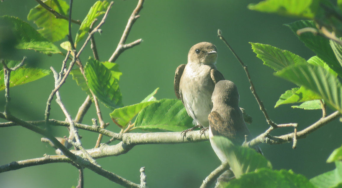 Northern Rough-winged Swallow - ML620859501