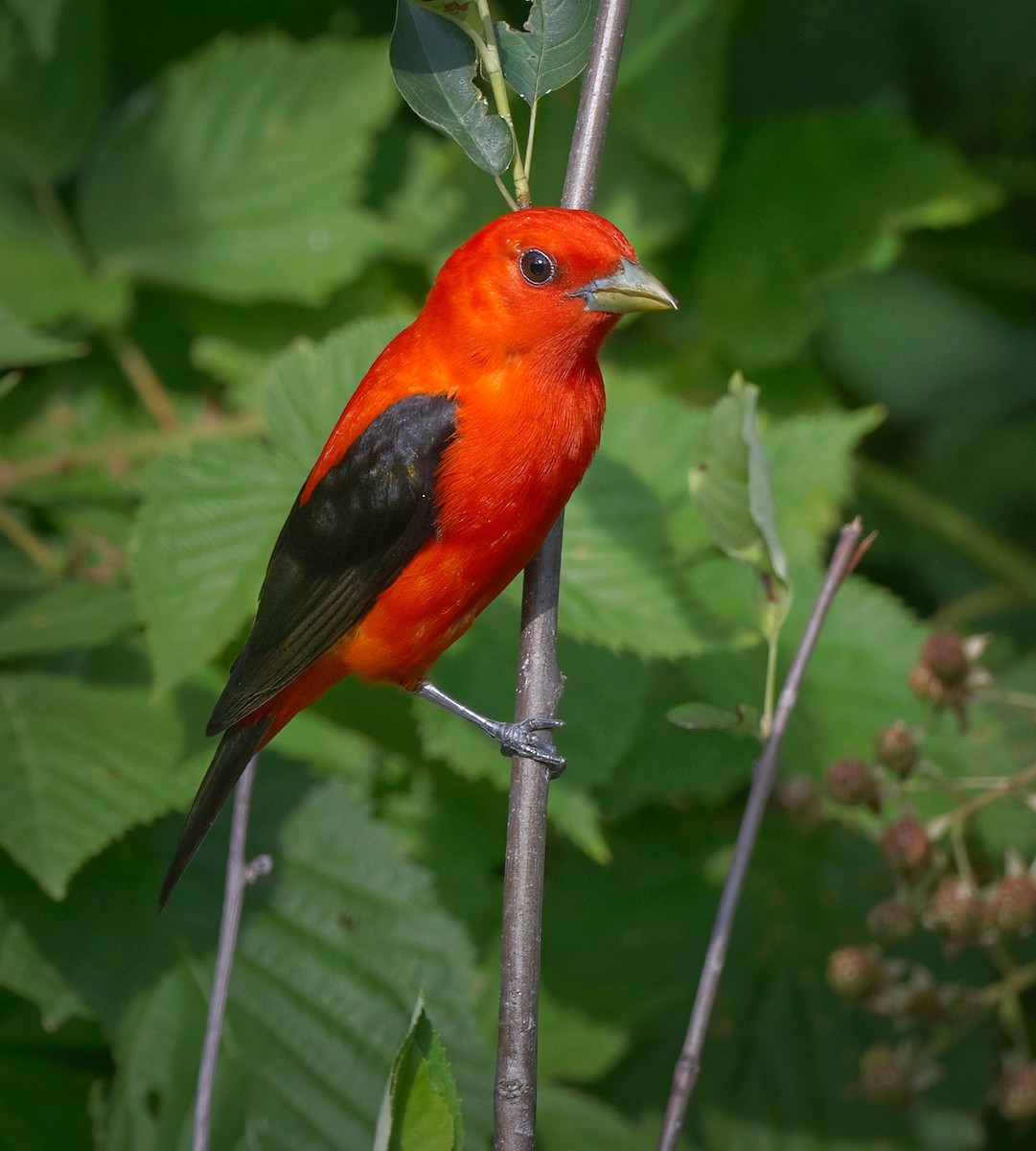 Scarlet Tanager - ML620859504