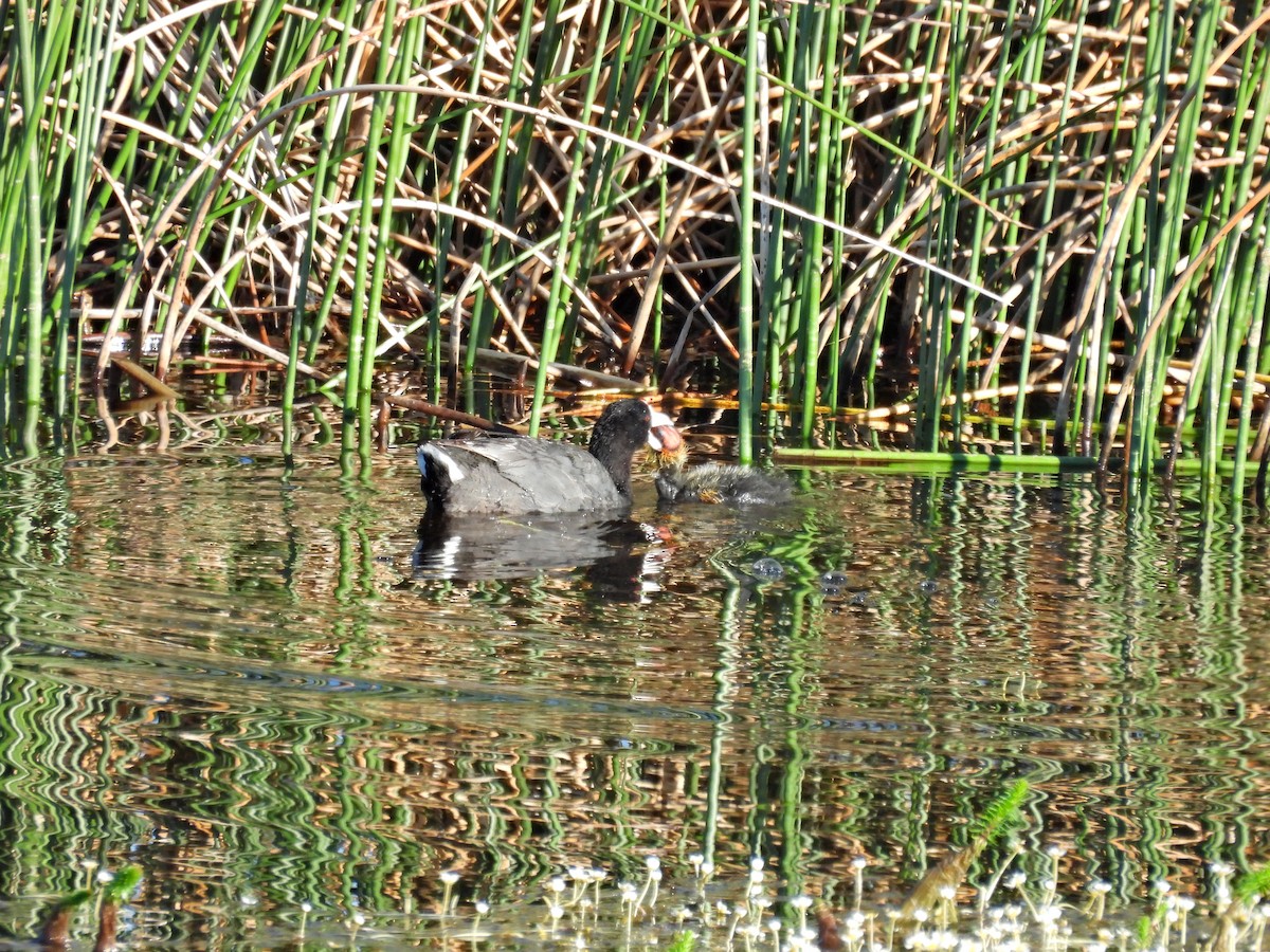 American Coot - ML620859508