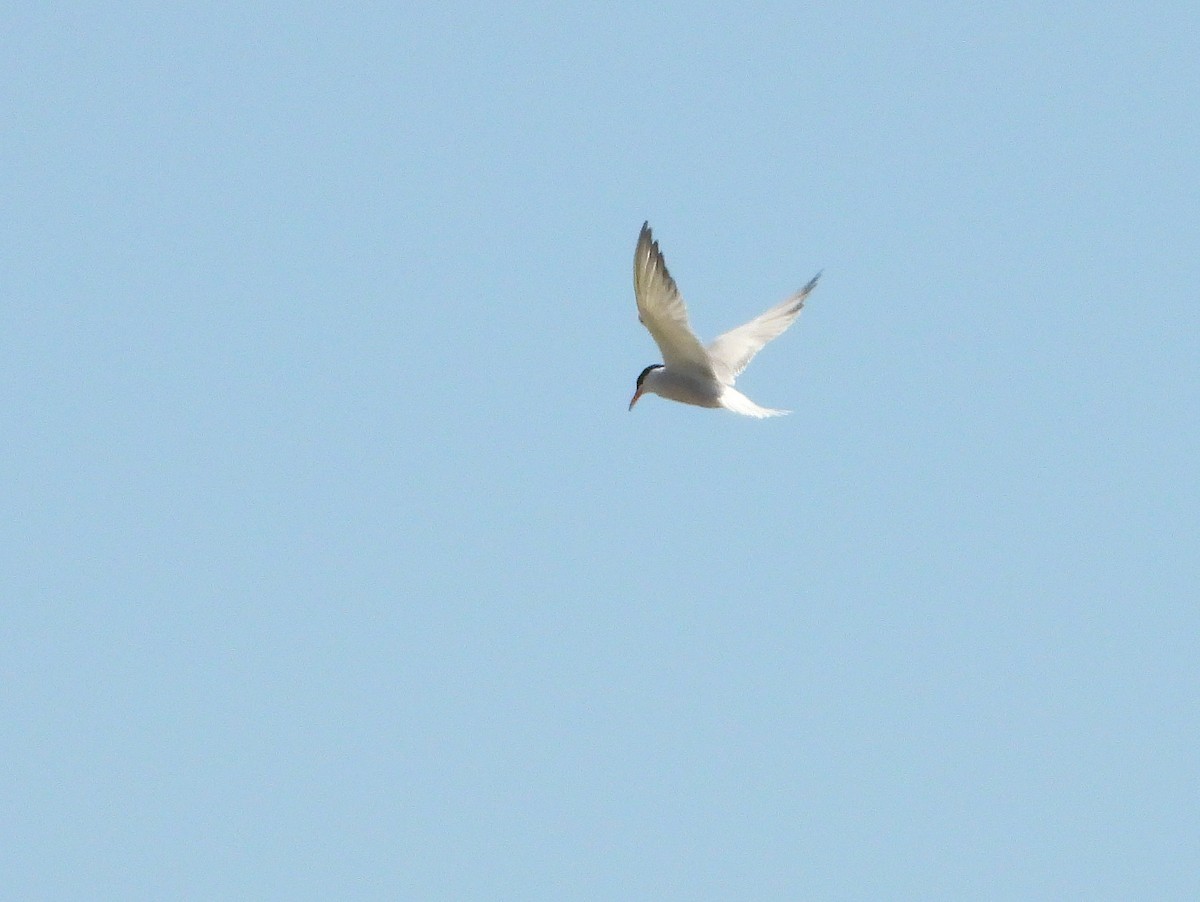 Common Tern - ML620859517