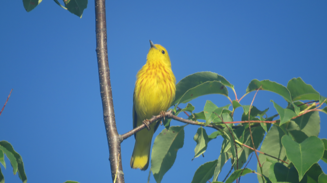 Yellow Warbler - ML620859518