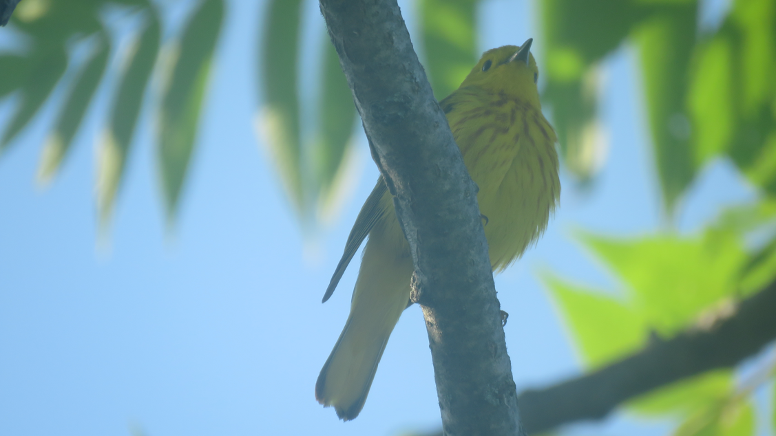 Yellow Warbler - ML620859519