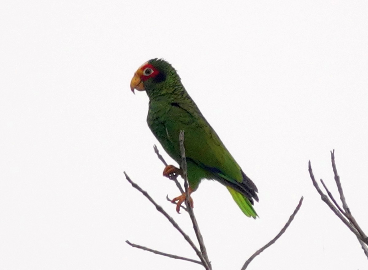 Yellow-lored Parrot - ML620859523