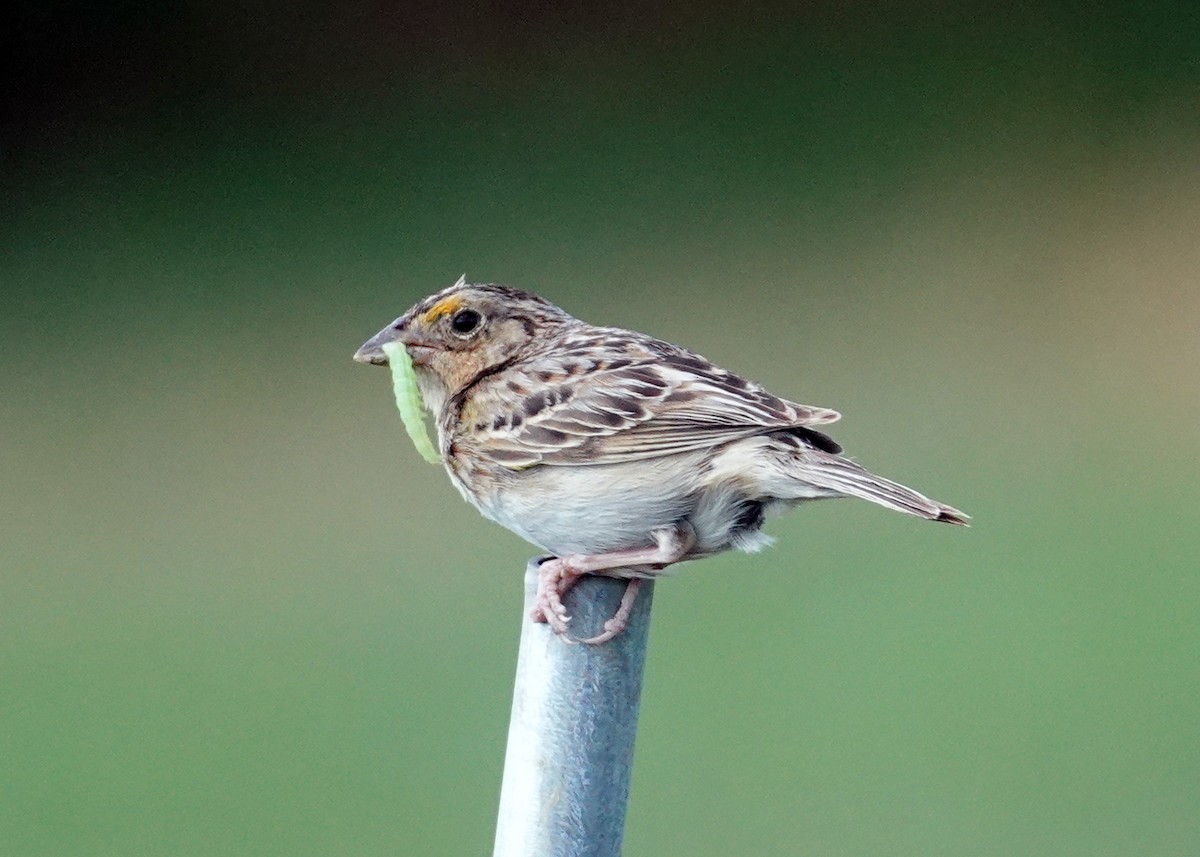 Grasshopper Sparrow - ML620859532
