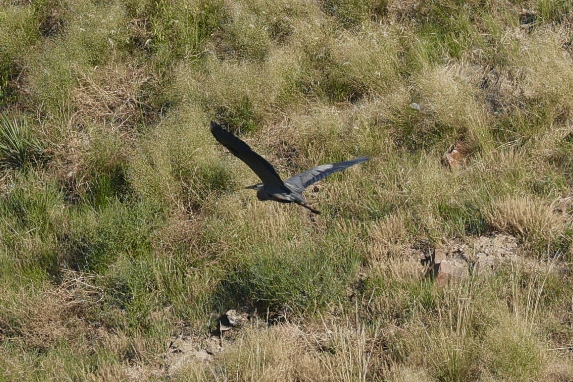 Garza Azulada - ML620859548