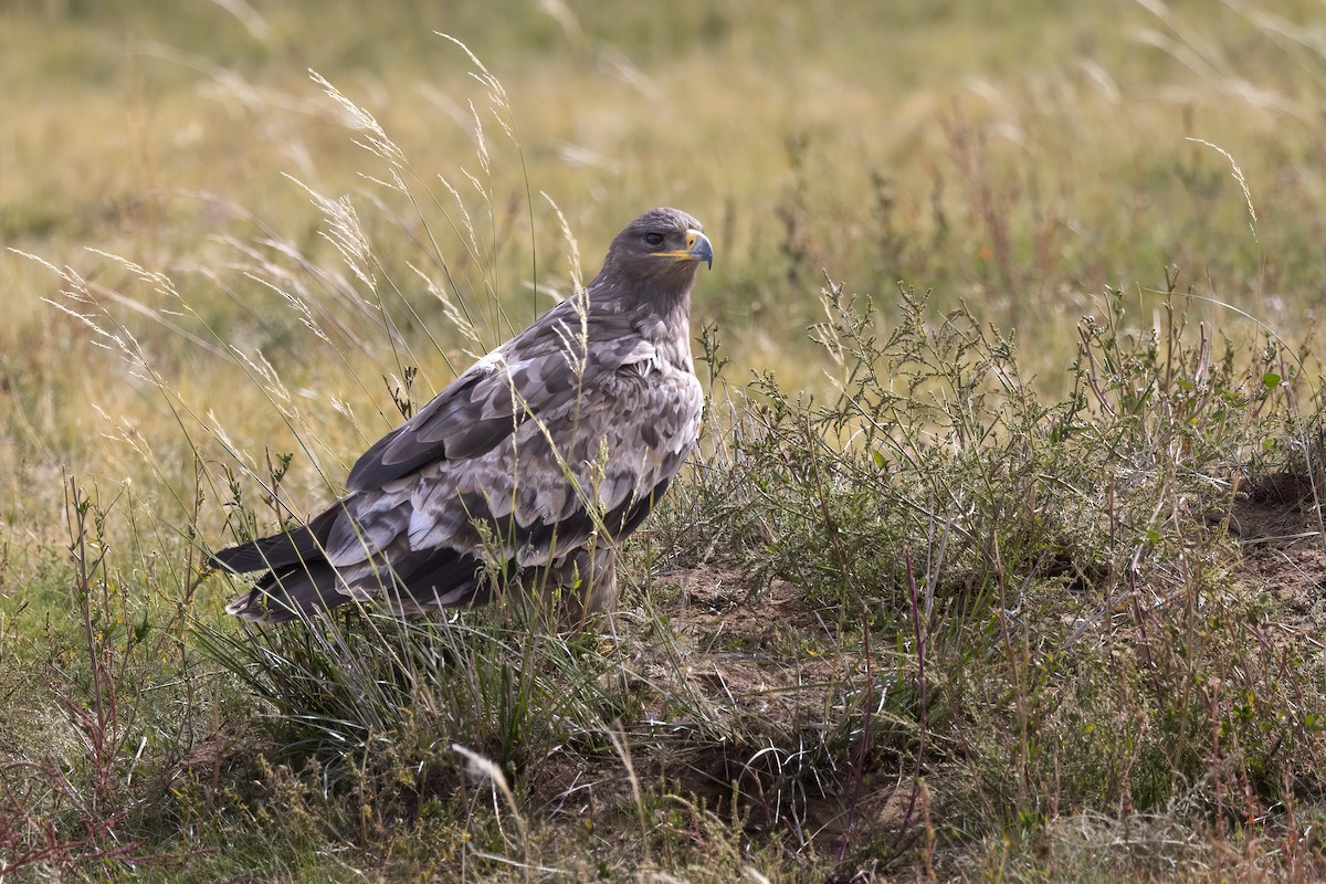 Aigle des steppes - ML620859562