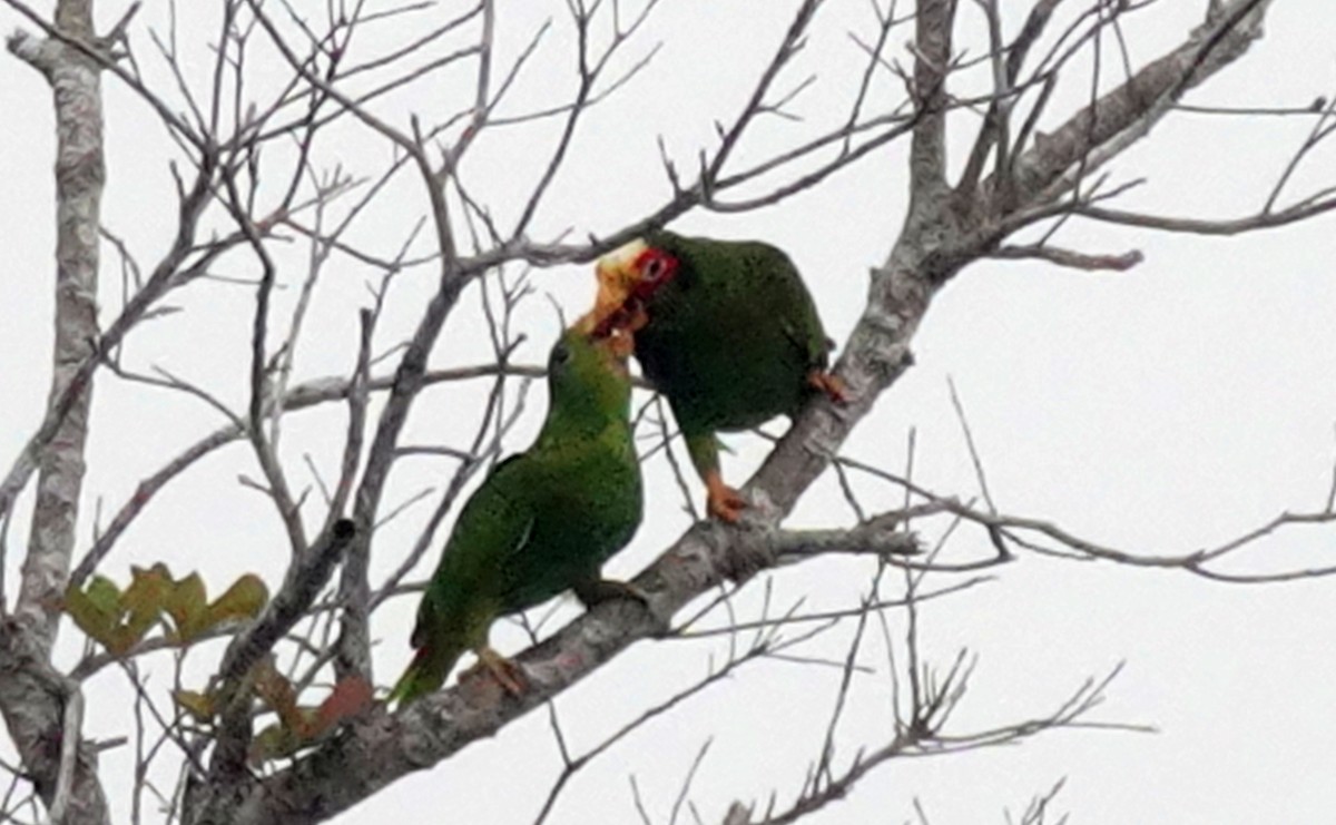 Yellow-lored Parrot - ML620859565