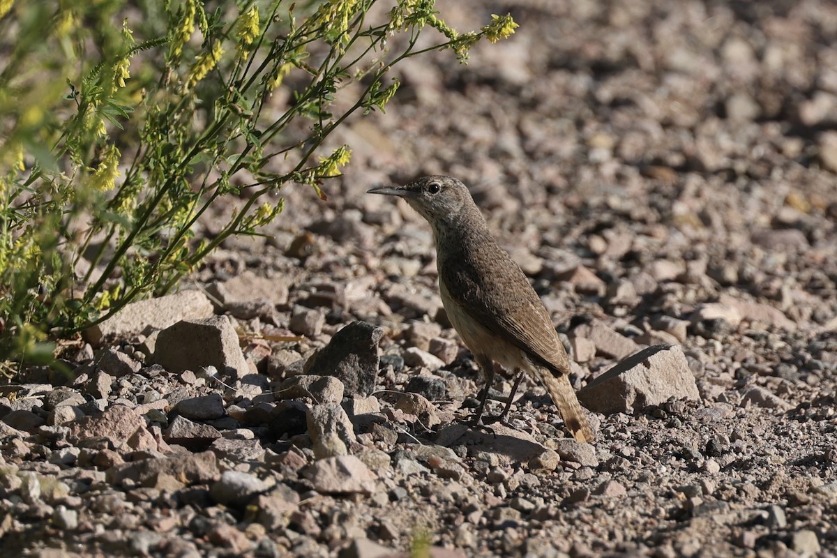 Rock Wren - David Cole