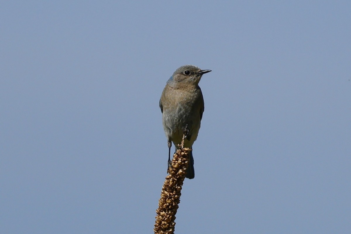 Mountain Bluebird - ML620859569