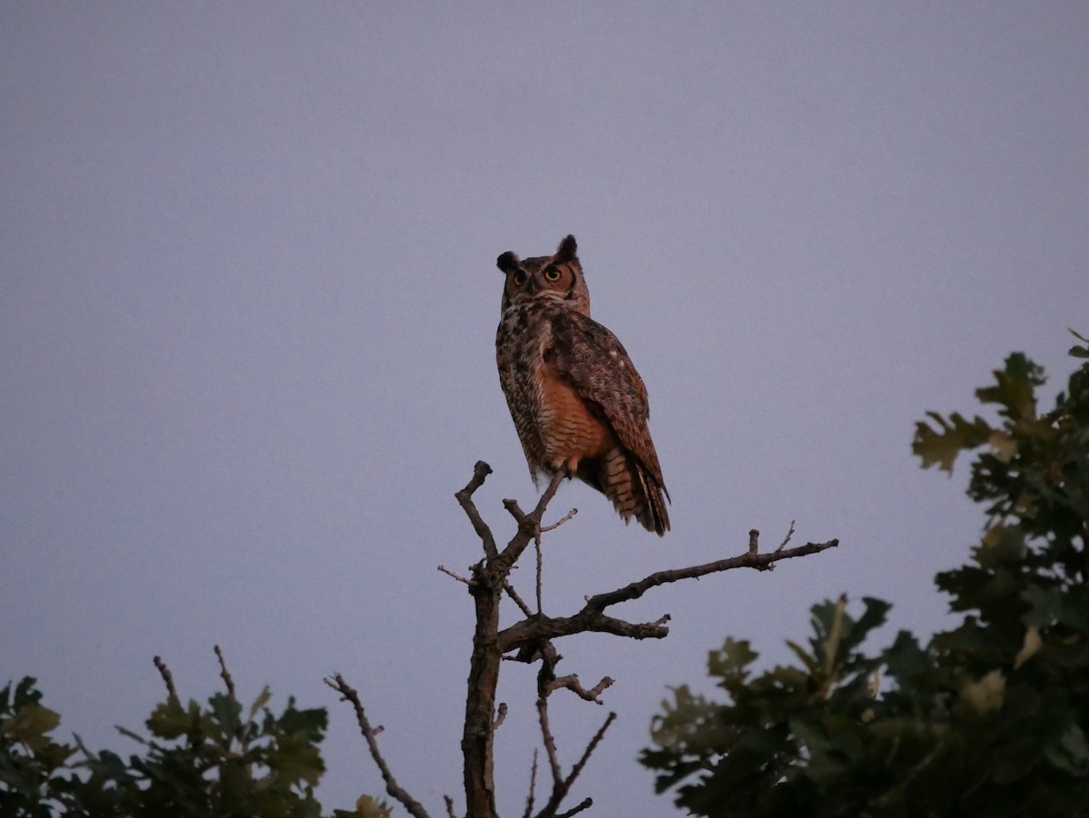 Great Horned Owl - ML620859577