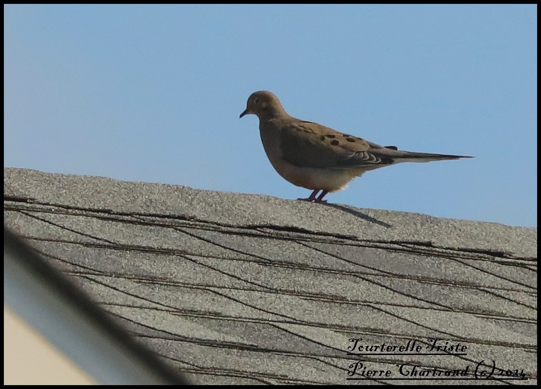 Mourning Dove - ML620859586