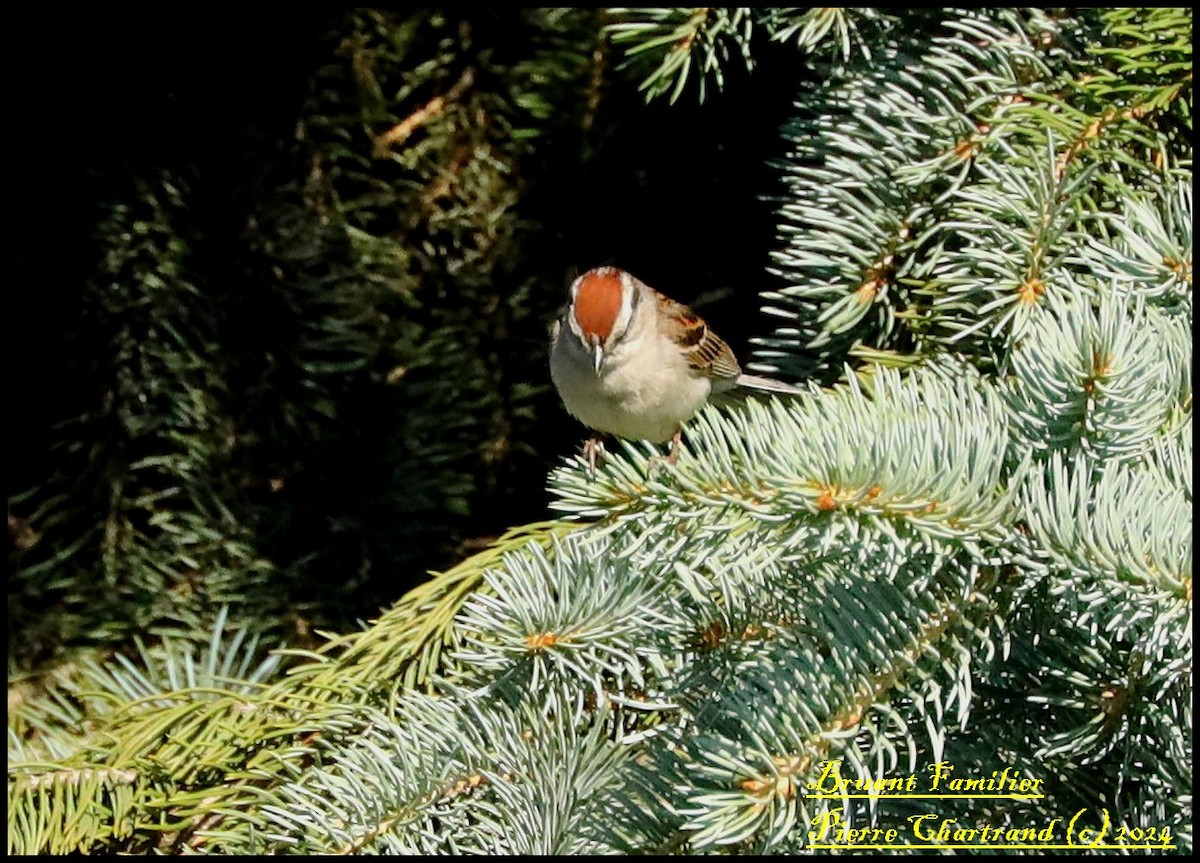 Chipping Sparrow - ML620859597