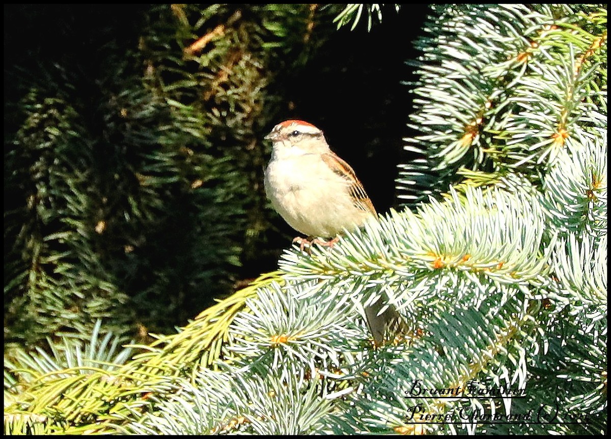 Chipping Sparrow - ML620859598