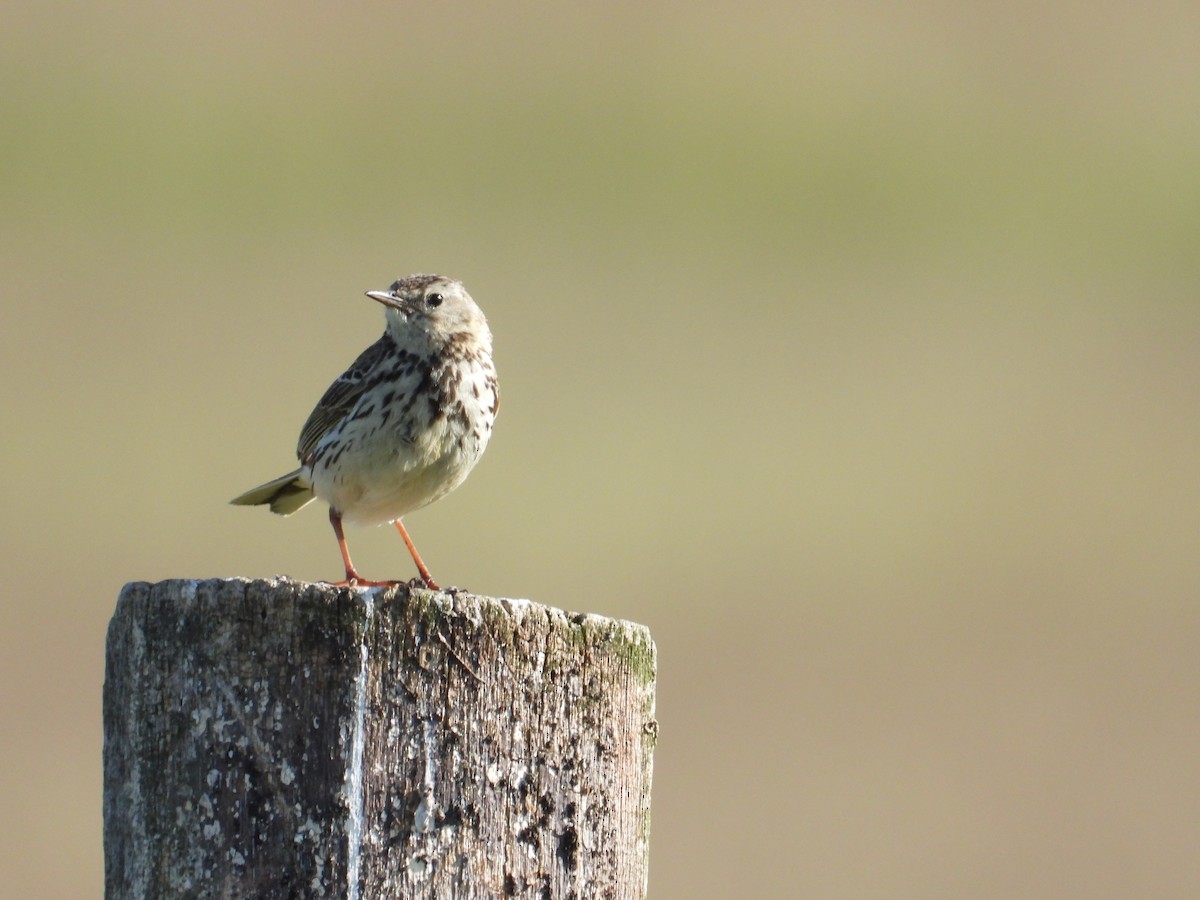 Meadow Pipit - ML620859604