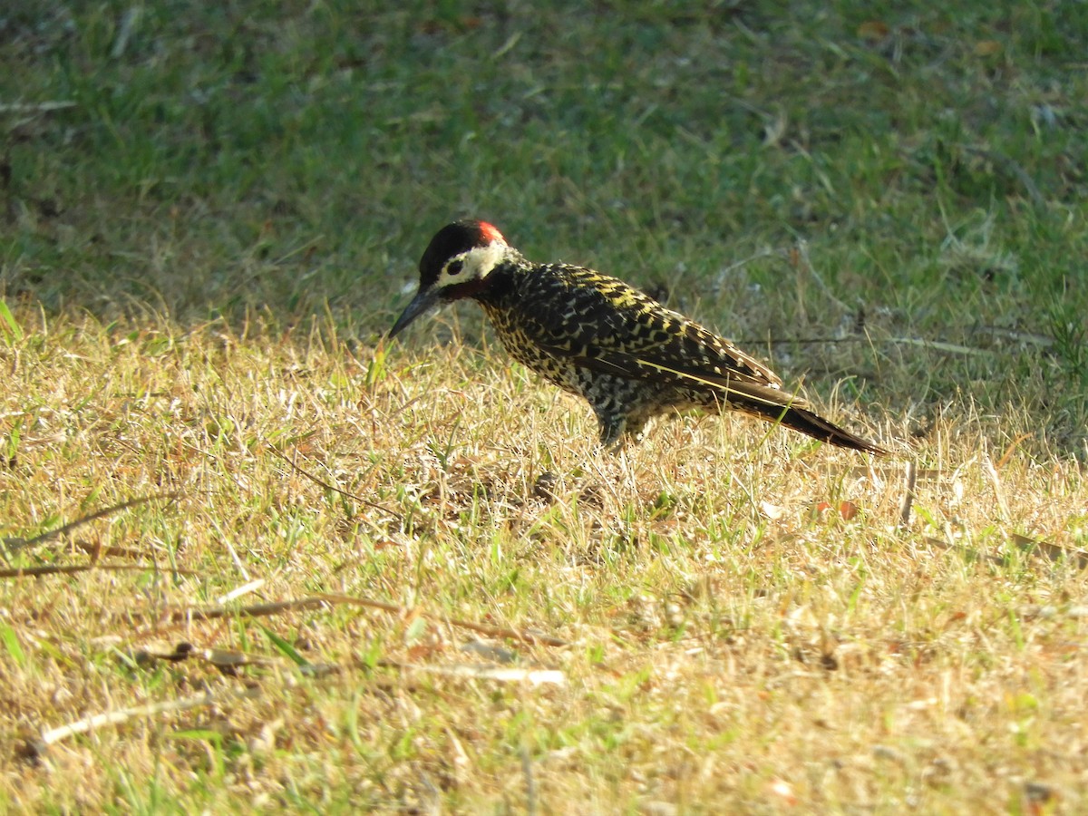 Green-barred Woodpecker - ML620859605