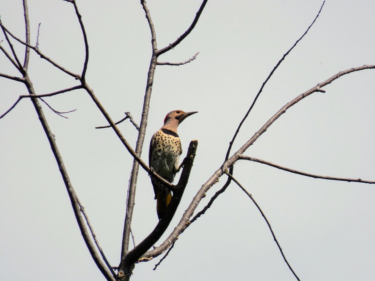 Northern Flicker - ML620859606