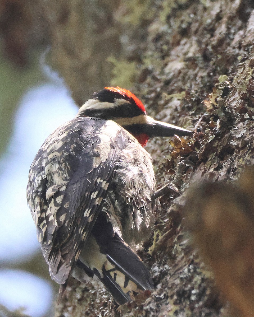 Yellow-bellied Sapsucker - ML620859608