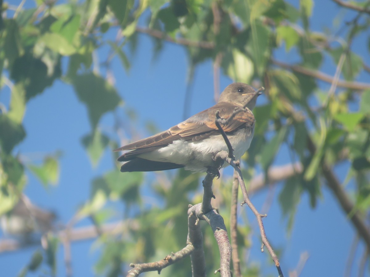 Northern Rough-winged Swallow - ML620859609